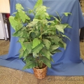 Round Pot Silk Plant