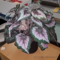 Plastic Pot Silk Plant