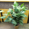 48" Artificial Silk Ficus Plant With Wicker Pot
