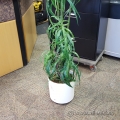 Artificial Silk Plant w/ White Plastic Pot