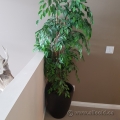 72" Silk Plant with Black Pot