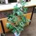 Artificial Silk Plant w/ White Plastic Base