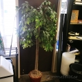 72" Artificial Silk Plant w/ Darker Wicker Basket Pot