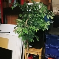 Cracked Ceramic Plant Pot w/ Silk Plant Included