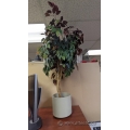 4-5 ft. Green and Red Silk Plant w/ White Pot