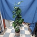 apx 72" Silk Plants for Home or Office, Various Styles