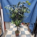 apx 72" Silk Plants for Home or Office, Various Styles