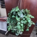 Hanging Silk Plant, Home Office Decor