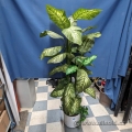 apx 72" Silk Plants for Home or Office, Various Styles