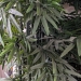 Silk Plant w/ Brown Pot 90" H