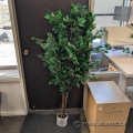 66" Tall Silk Plant