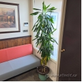 84" Live Plant
