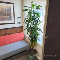84" Live Plant