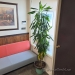 84" Live Plant