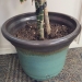 84" Live Plant