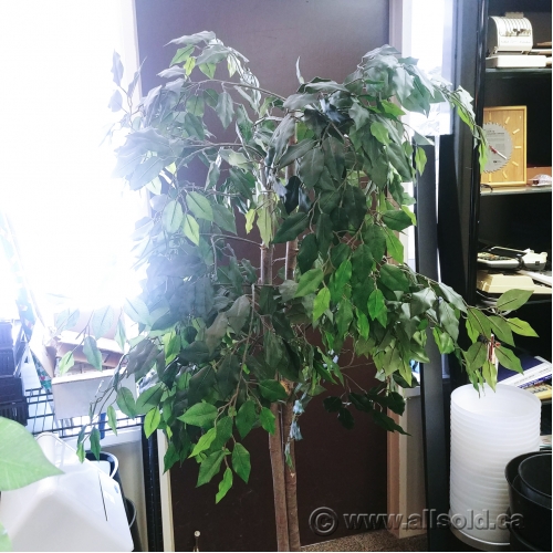 72" Artificial Silk Plant w/ Darker Wicker Basket Pot Allsold.ca Buy & Sell Used Office